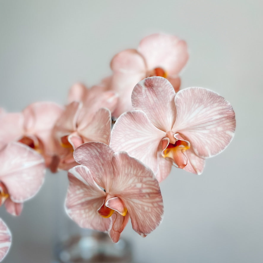 LUXURY KISSES • Phalaenopsis Orchid Stem
