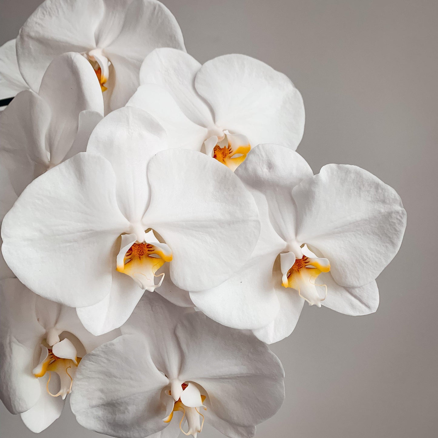 BUTTERFLY KISSES - Luxury Phalaenopsis Orchid Stems
