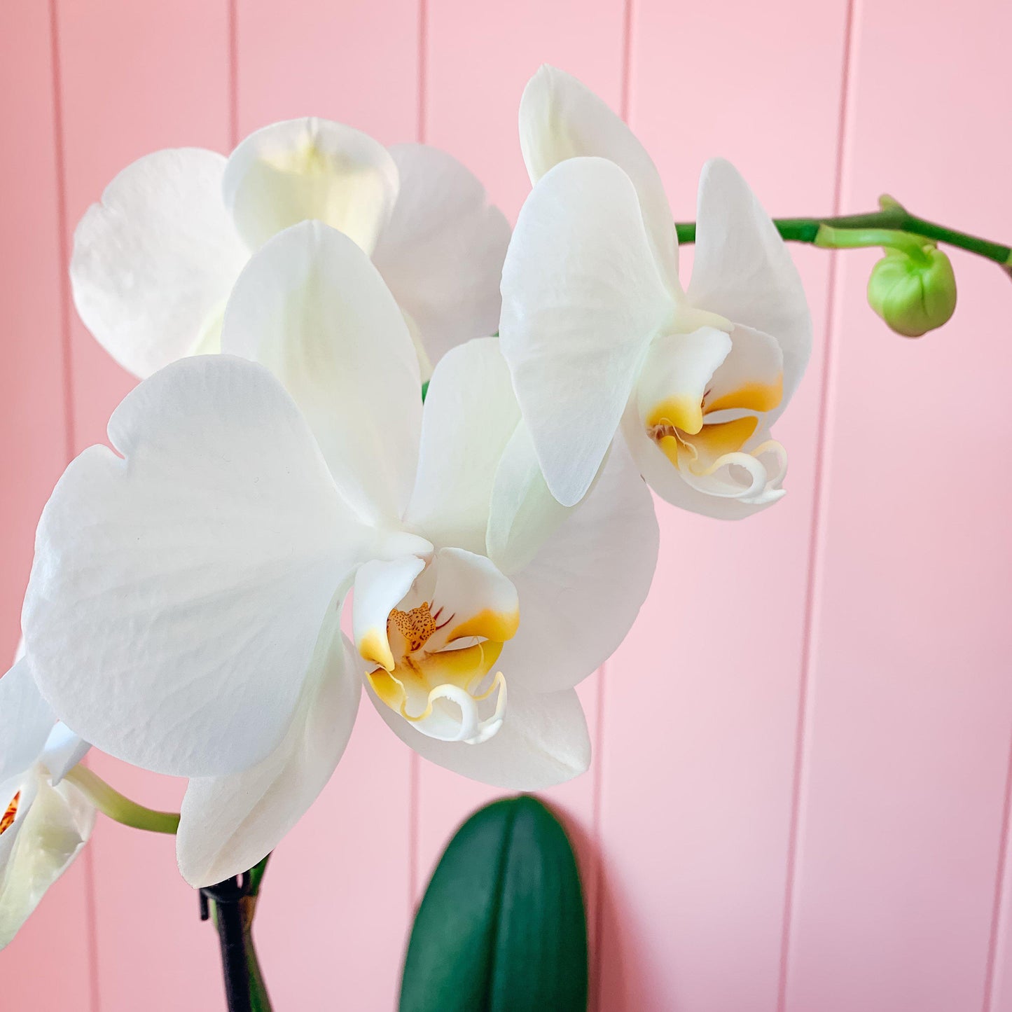 LUXURY KISSES - Phalaenopsis Orchid Plant