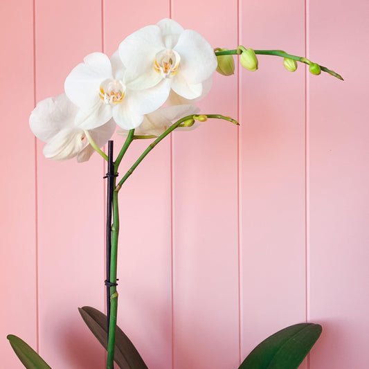 LUXURY KISSES - Phalaenopsis Orchid Plant