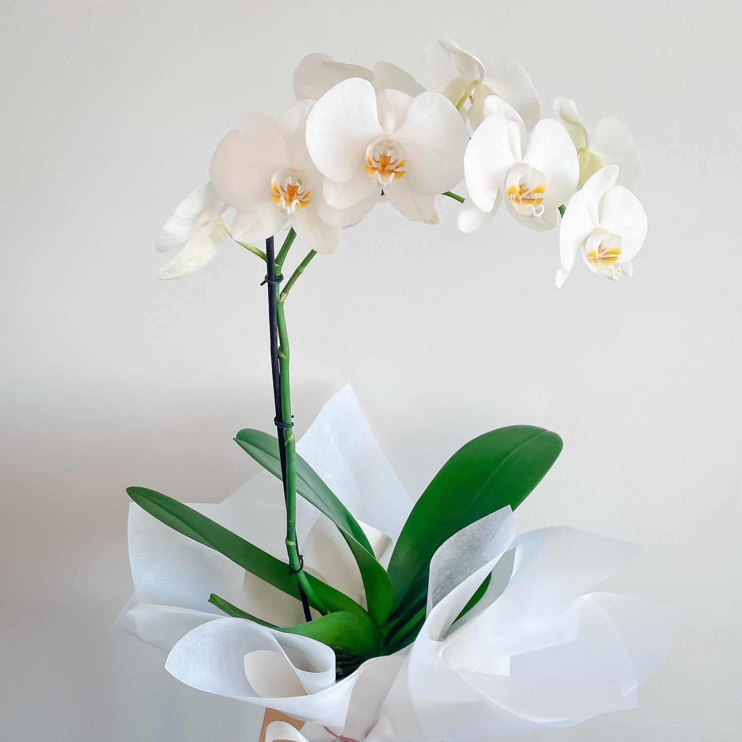 LUXURY KISSES - Phalaenopsis Orchid Plant