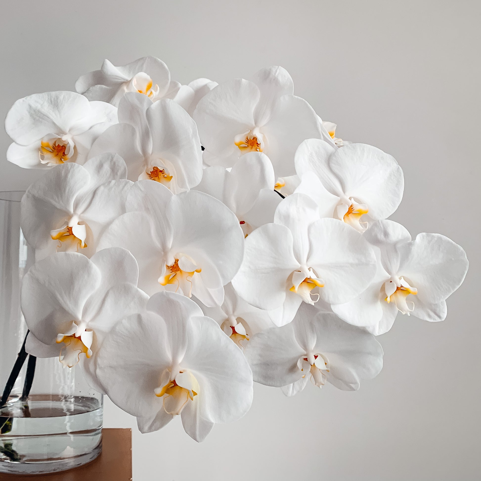 BUTTERFLY KISSES - Luxury Phalaenopsis Orchid Stems